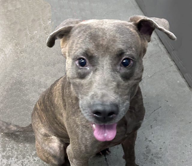 Photo of Oso, adoptable dog