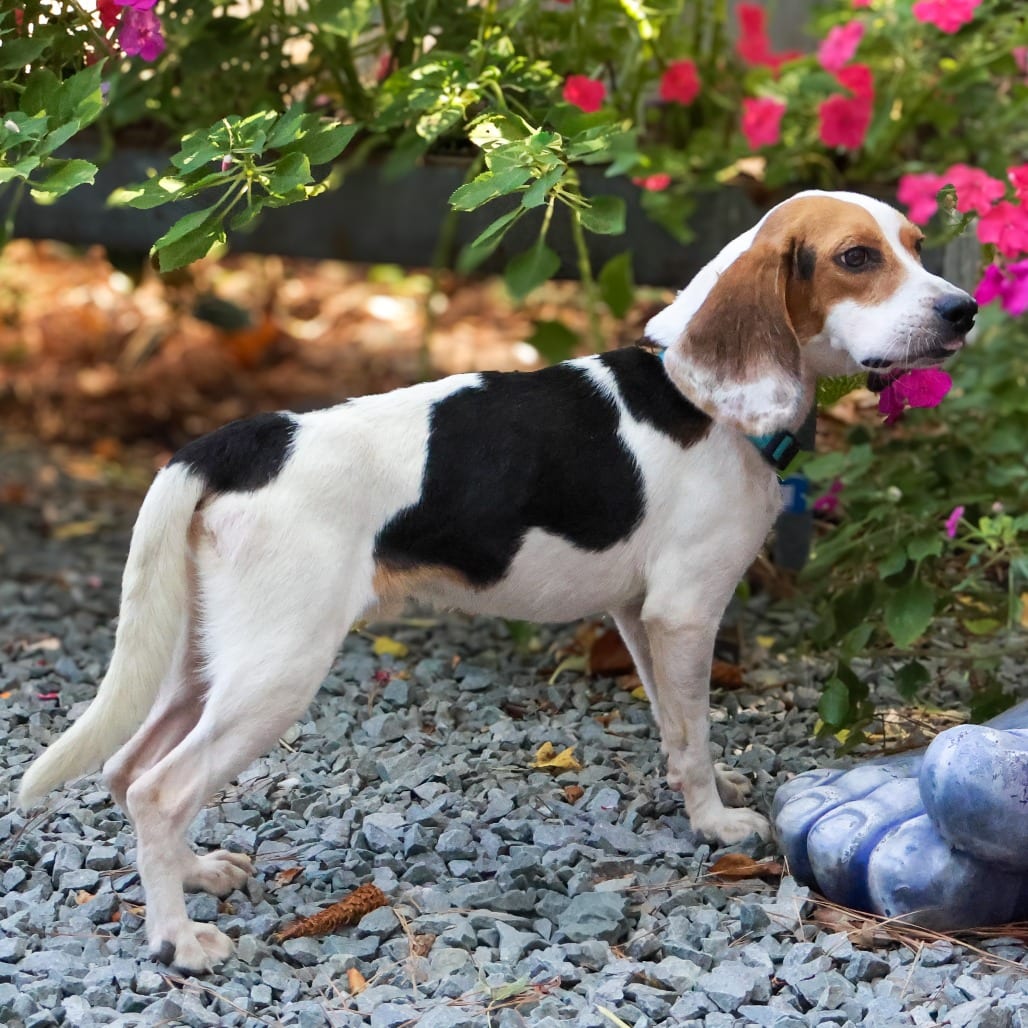 Photo of Eddie, adoptable Beagle in Wake Forest, North Carolina