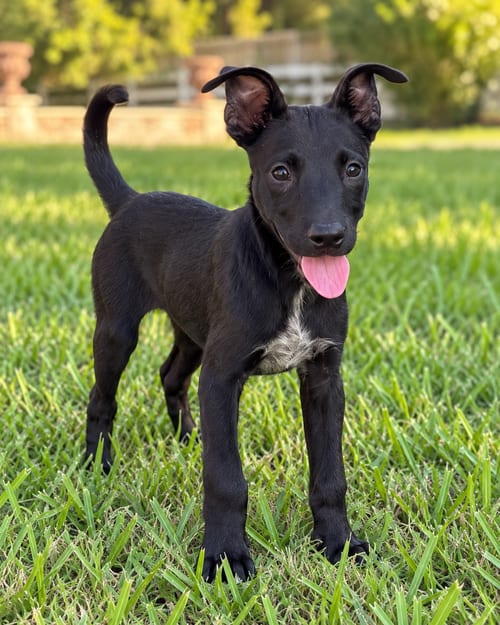 Photo of Miniature, adoptable Labrador Retriever in The Woodlands, Texas