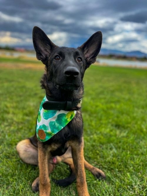 Photo of Derek McDreamy, adoptable Belgian Shepherd Malinois in Sandy, Utah