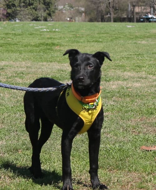 Photo of Marlo, adoptable Labrador Retriever in Munford, Tennessee