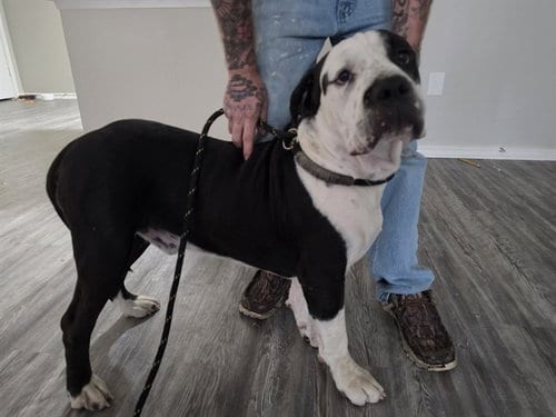 Photo of OX, adoptable American Staffordshire Terrier in Garland, Texas