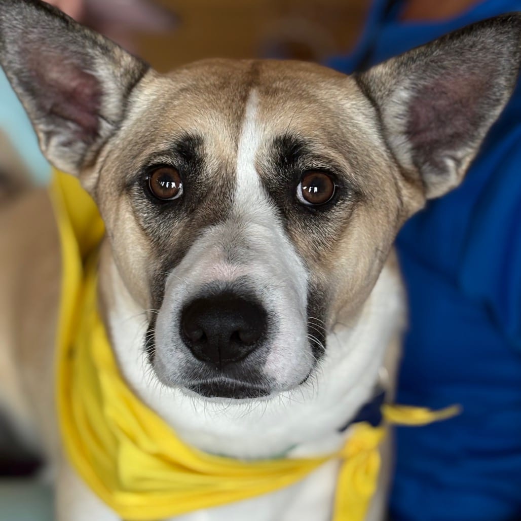 Photo of Saffron, adoptable Shepherd / Beagle in Potomac, Maryland