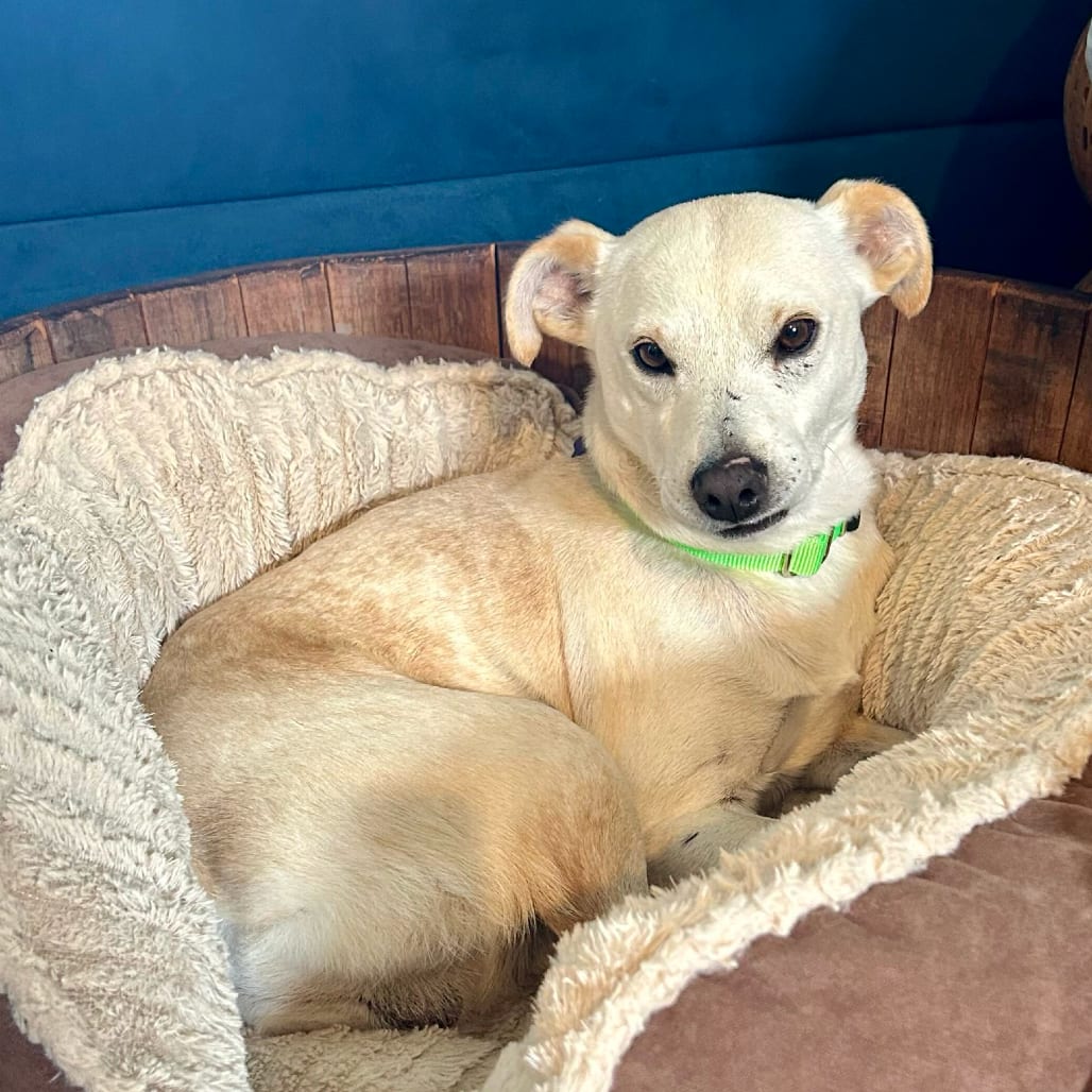 Photo of Bear, adoptable Mixed Breed (Small) in San Francisco, California