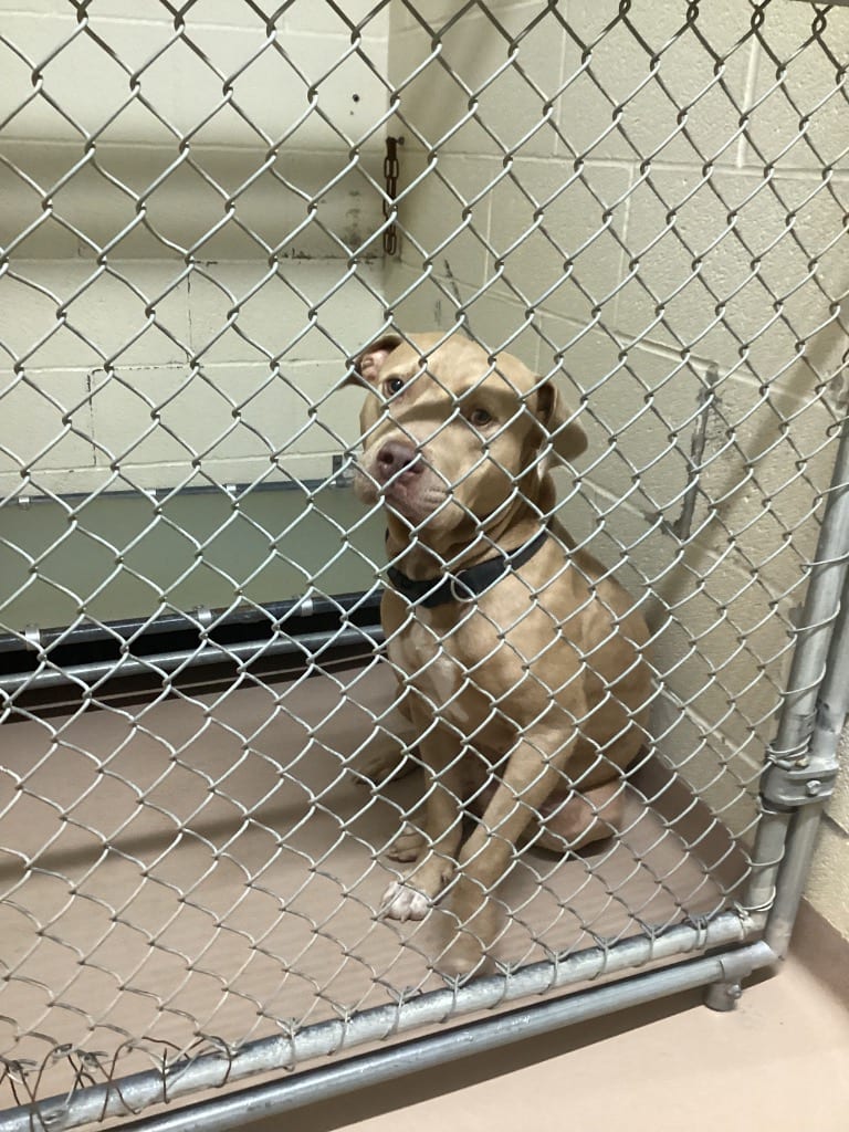 Photo of Wingy, adoptable Pit Bull Terrier in Nacogdoches, Texas