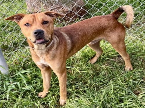 Photo of Dave, adoptable Staffordshire Bull Terrier in Houston, Texas