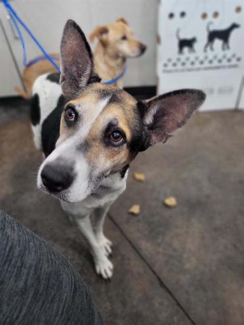 Photo of Lydia, adoptable Mixed Breed