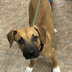 Photo of Gretchen, adoptable Black Mouth Cur in Littleton, Colorado