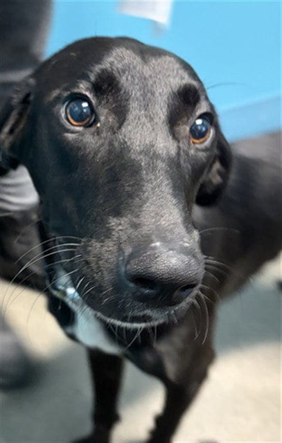 Photo of Goofy, adoptable Labrador Retriever in Houston, Texas