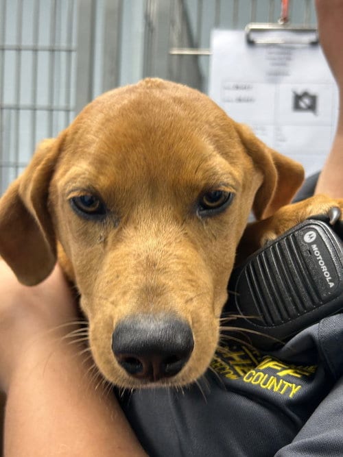 Photo of Scout, adoptable Hound in Tarboro, North Carolina