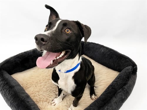 Photo of Luke, adoptable Labrador Retriever in Ft Lauderdale, Florida