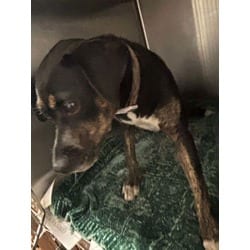 Photo of Lily, adoptable Mixed Breed (Medium) in Baton Rouge, Louisiana