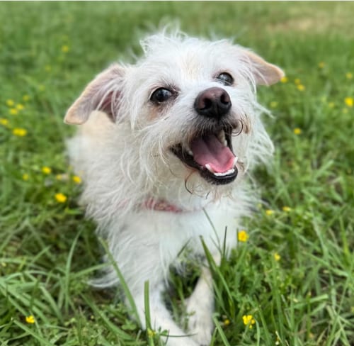 Photo of Toulouse in TX, adoptable Chihuahua in Cranston, Rhode Island