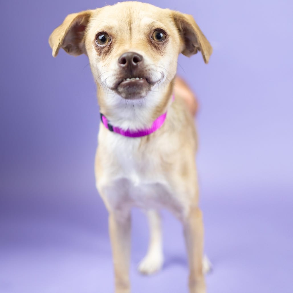 Photo of Drew, adoptable Chihuahua in Portland, Oregon