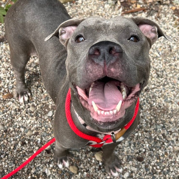 Photo of Gretta, adoptable Mixed Breed (Large) in West Olive, Michigan