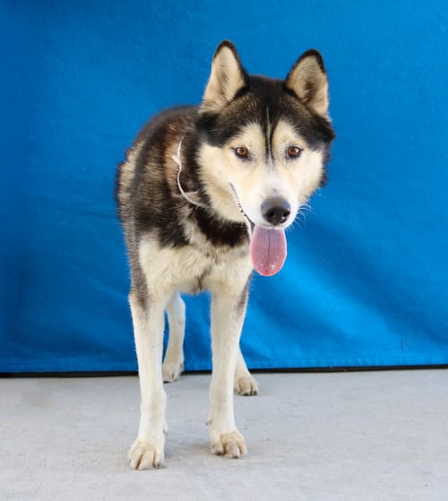 Photo of Turner, adoptable Siberian Husky in Pasadena, California