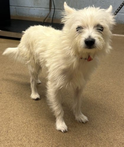 Photo of Yates, adoptable dog in Chamblee, Georgia
