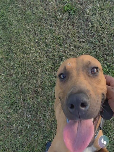Photo of Scout, adoptable Pit Bull Terrier in Forestville, Maryland