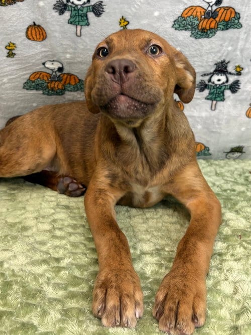 Photo of McMuffin, adoptable American Pit Bull Terrier in Wetumpka, Alabama