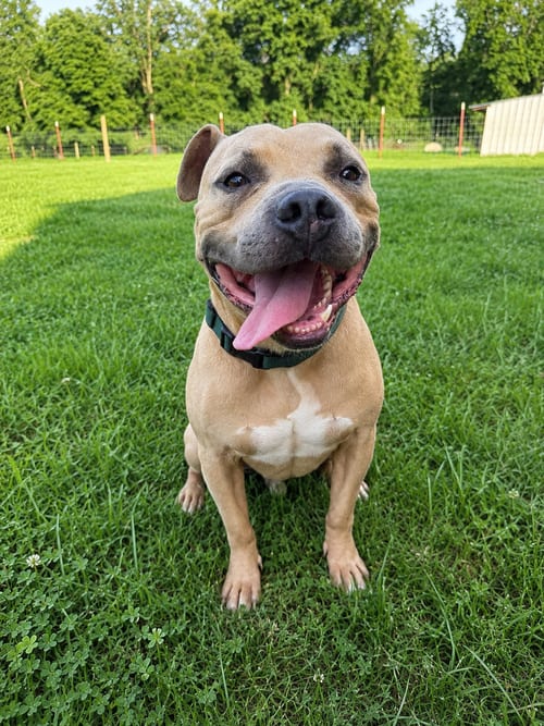 Photo of Gordon, adoptable American Staffordshire Terrier in Nashville, Tennessee
