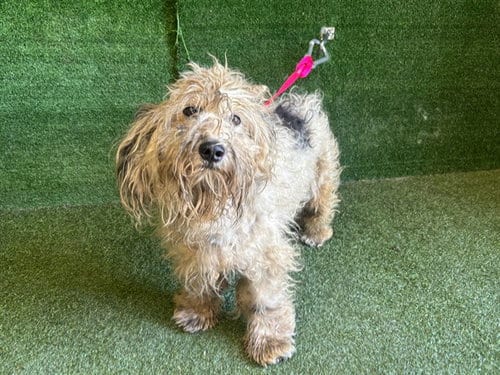 Photo of Quincy, adoptable Maltese in Lancaster, California