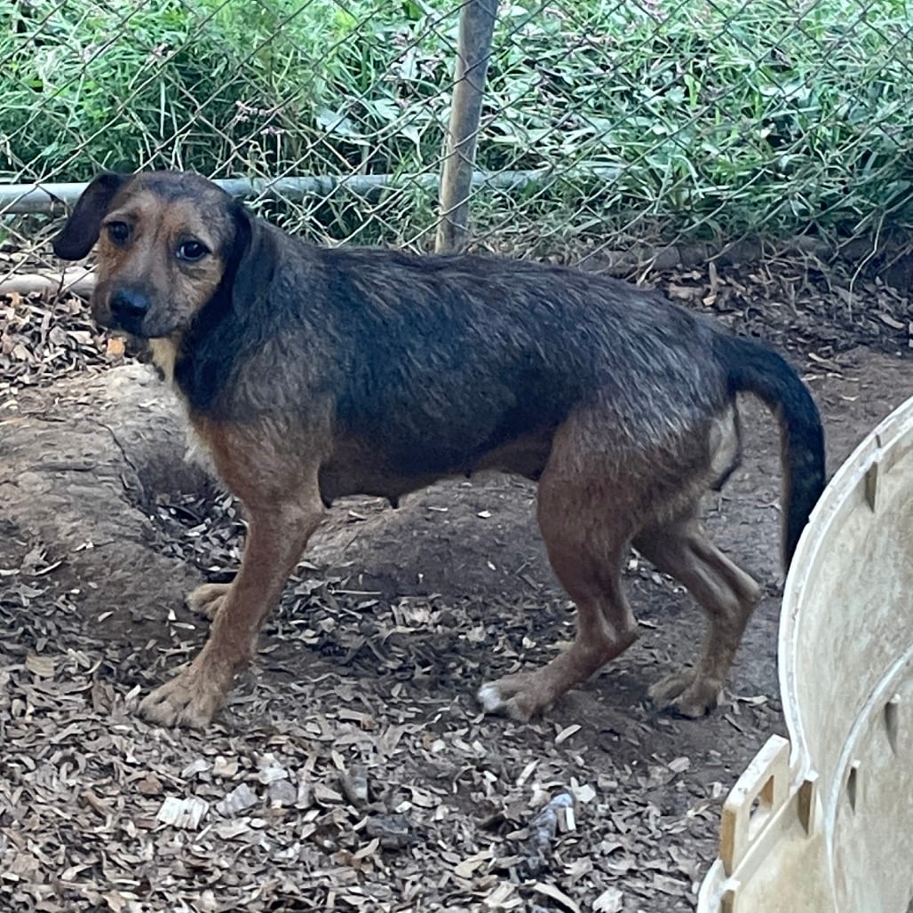 Photo of Pip, adoptable Mixed Breed (Small) / Mixed Breed (Small) in Winston-Salem, North Carolina