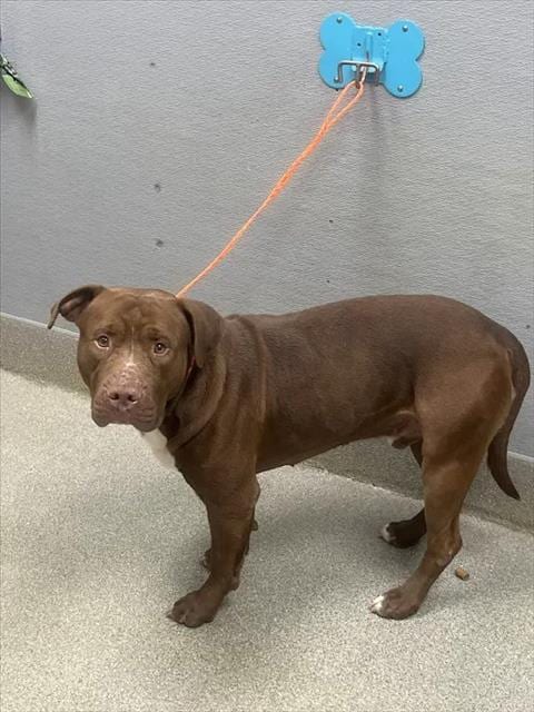 Photo of Tanky, adoptable Cane Corso Mastiff in Las Vegas, Nevada