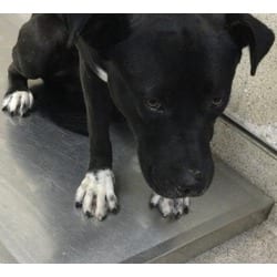 Photo of Pinto, adoptable American Pit Bull Terrier in Jurupa Valley, California