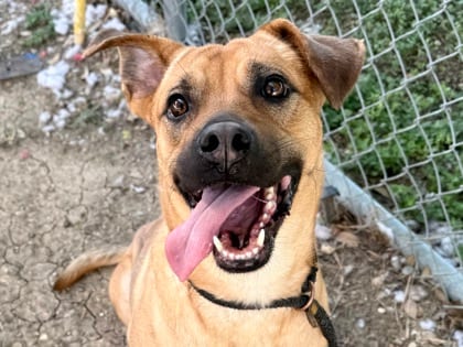 Photo of Glacier, adoptable dog in Georgetown, Texas