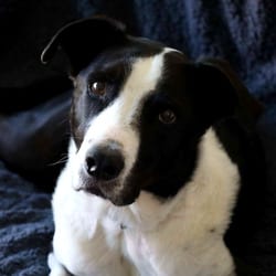 Photo of 1019 (2026) Snoops, adoptable Labrador Retriever Mixed Breed (Medium) in Parker, Colorado