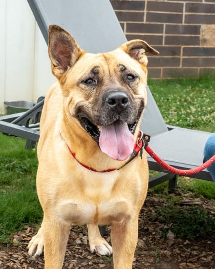 Photo of Eclectic, adoptable dog in Chamblee, Georgia
