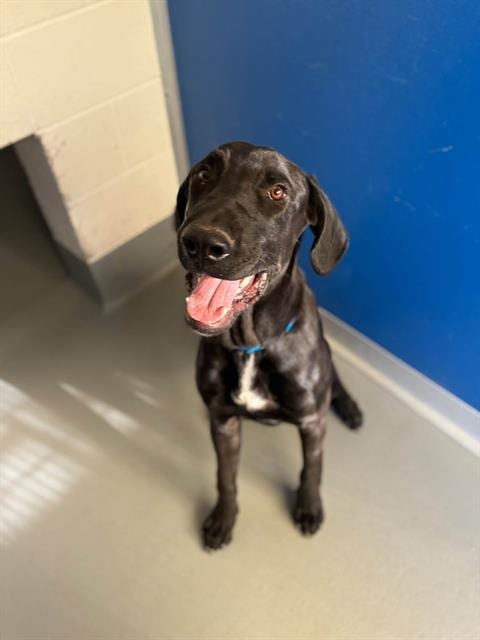 Photo of A256370, adoptable Great Dane in Visalia, California
