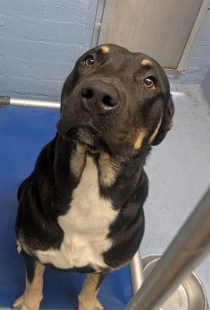 Photo of Favor, adoptable Pit Bull Terrier in Downey, California