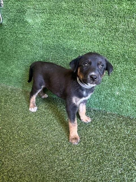 Photo of Donna, adoptable German Shepherd Dog in Lancaster, California