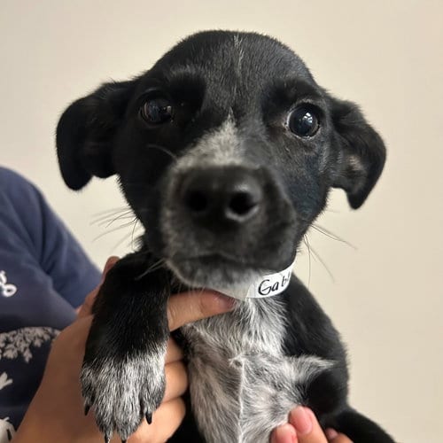 Photo of Gabby, adoptable Unknown breed in Rancho Santa Fe, California