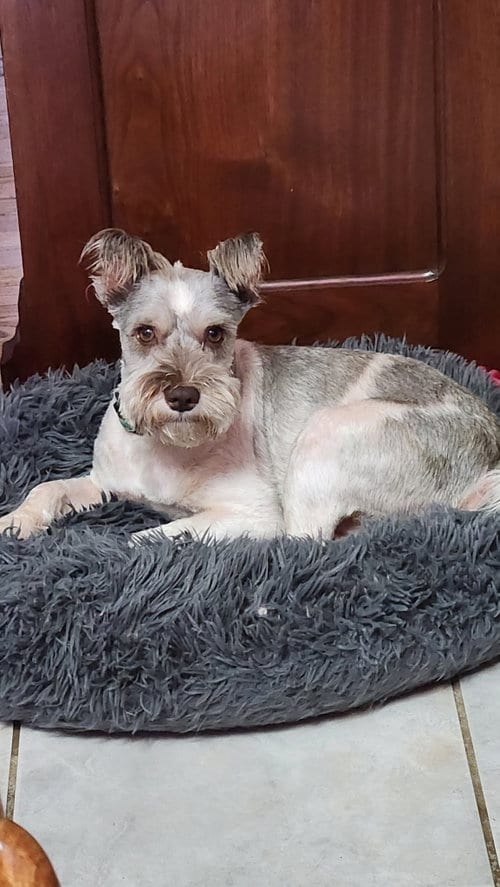 Photo of Max, adoptable Miniature Schnauzer in Alexandria, Kentucky