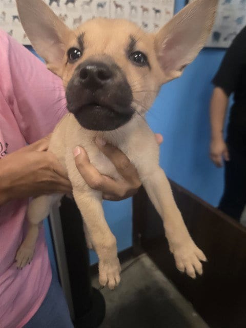 Photo of A171701, adoptable Husky in Bakersfield, California