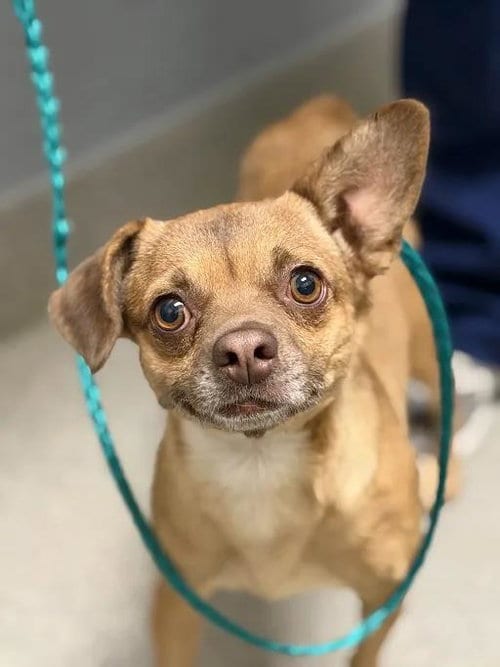 Photo of Sherlock, adoptable Chihuahua in Las Vegas, Nevada