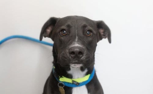 Photo of Tamera, adoptable Labrador Retriever in Mountain Home, Arkansas