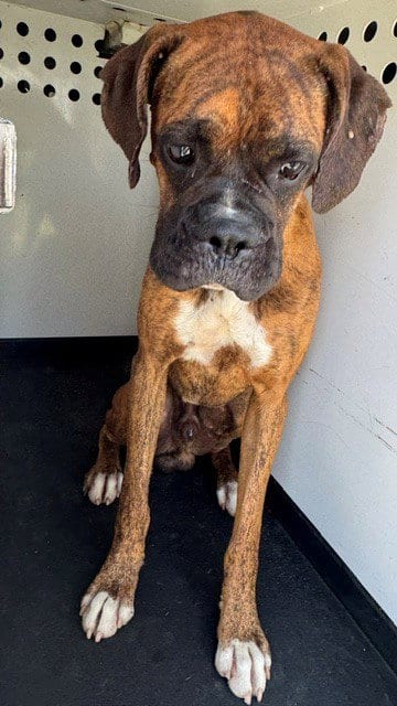 Photo of A170679, adoptable Boxer in Bakersfield, California