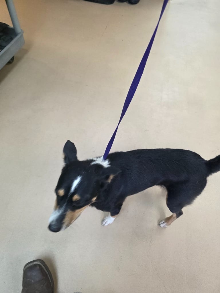 Photo of Dusky, adoptable Australian Cattle Dog/Blue Heeler in Nacogdoches, Texas