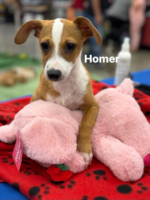 Photo of Homer, adoptable Dachshund in Turlock, California