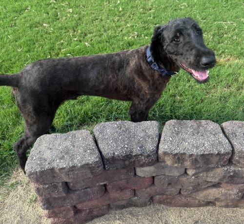 Photo of Maui, adoptable Great Dane in Brooklyn Center, Minnesota