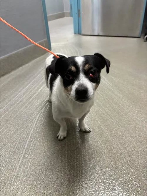 Photo of Mark Sloan, adoptable Chihuahua in Las Vegas, Nevada