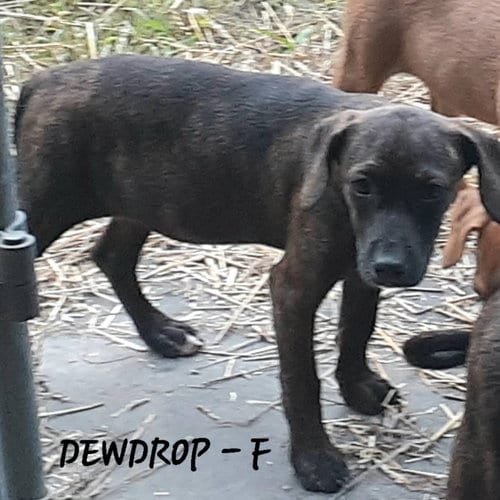 Photo of Dewdrop (3mo, 20lbs), adoptable Hound in Hinton, West Virginia