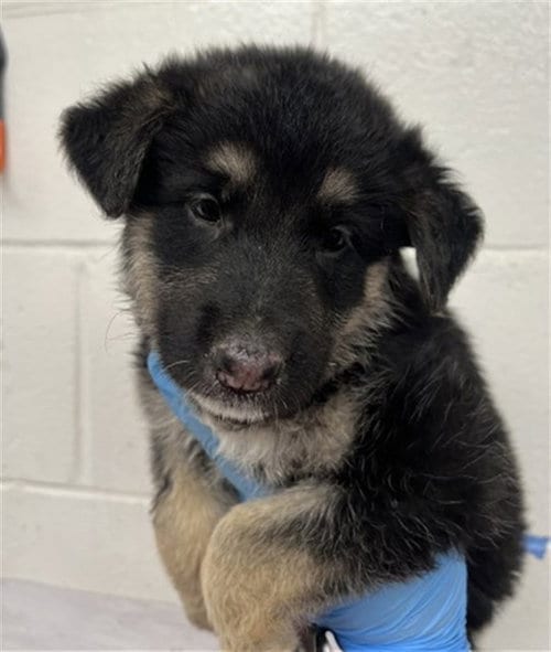 Photo of Luna Mae, adoptable German Shepherd Dog in San Bernardino, California