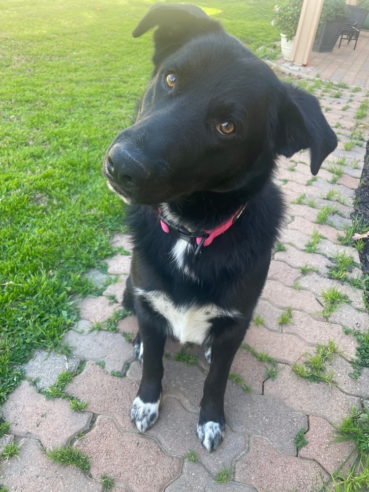 Photo of Pup Pup, adoptable German Shepherd Dog in Beaumont, California