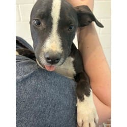 Photo of May, adoptable American Pit Bull Terrier in Baton Rouge, Louisiana