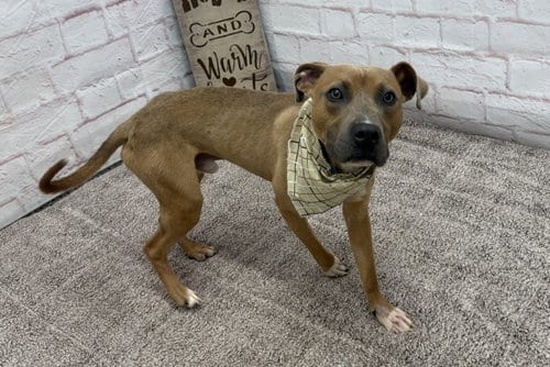 Photo of Hank Ballard, adoptable Pit Bull Terrier in Detroit, Michigan
