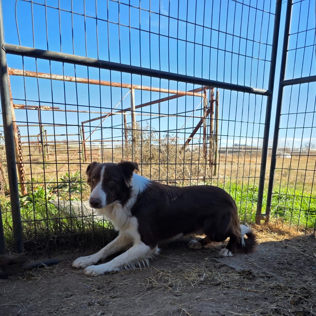 Photo of Heartland No. 71, adoptable Border Collie in Texas